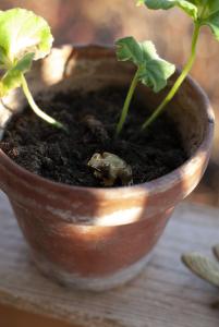 Groda mini dekoration i brons ELDgarden