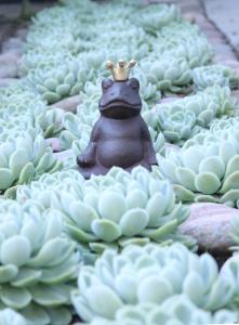 Groda Buddha ELDgarden