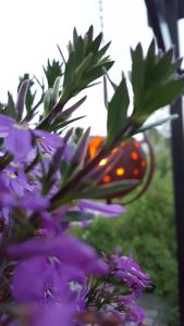 Marschallhållare Tulpan hängande ELDgarden