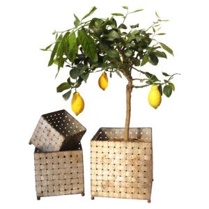 Marschallkruka Näver galvat 3-set ELDgarden