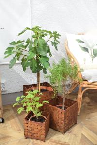 Marschallkruka Näver rost 3-set ELDgarden