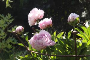 Växtstöd Pion rost ELDgarden