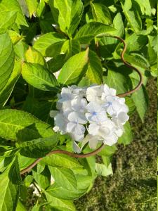 Växtstöd Vågen 3-set ELDgarden