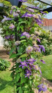 Växtstöd Spaljé stolpe halvmåne rost ELDgarden