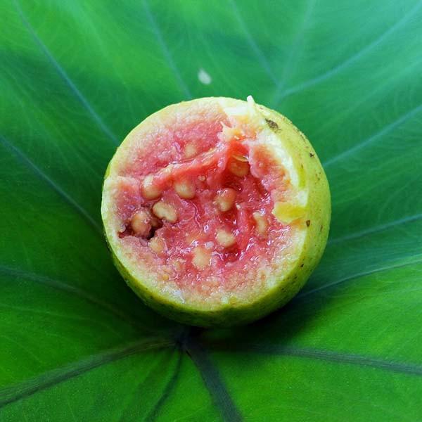 Sweet Guava {CAP}