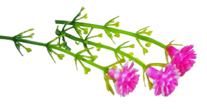 Blombukett - rosa