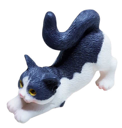 Katt - vit/svart