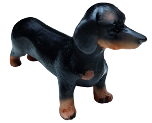 Hund - korthårig tax - stående