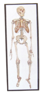 Skelettavla
