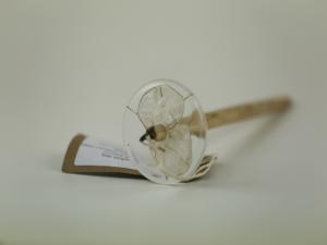 Lunaria annua - top whorl spindle appr 35g