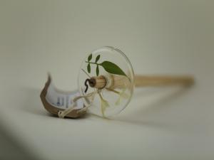 Jasminium officinalis - Top whorl spindle appr 39g