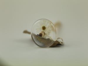 Matricaria chamomilla - Top whorl spindle appr 35g