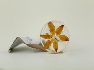 Crocosmia aurea - Topwhorl spindle 34g