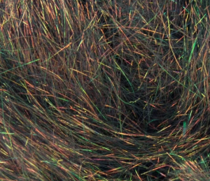 Angelina - Sagoskog 5g