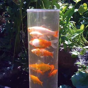 FISKTORN 100cm