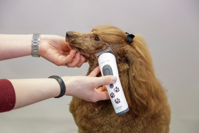 En hundtrimmer i användning på en hund, som visar hur den skonsamt klipper hundens päls för att ge ett välvårdat och stiligt resultat.