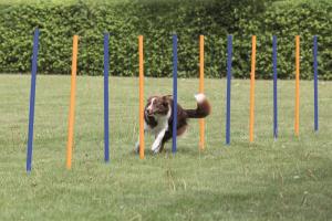 Agility 12st slalompinnar, 115cm