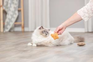 Björn, plysch, catnip, 8 cm