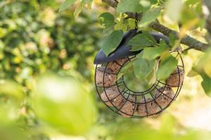 Vildfågelmatare för talgboll, ø 24 × 8 cm, svart