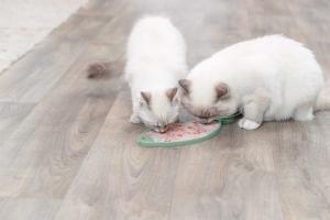 Lick'n'Snack platta, fisk, silikon, 28 cm, sage