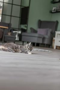 Trixie Rep med Fransar, 15cm, 2-p