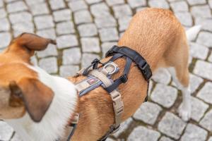 Stay Panic-adapter för sele, L–XL: 59–92 cm/25 mm, svart