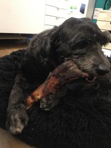 Svenskt Hundgodis Tjurmuskelklubba 15-30 cm