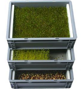 Odlingstråg/Drivbänk system "Maxi" 60x40cm - med rostfri odlingsinsats