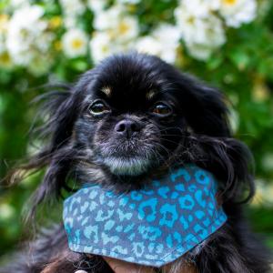 Miwo® Cori Blue Leopard Bandana