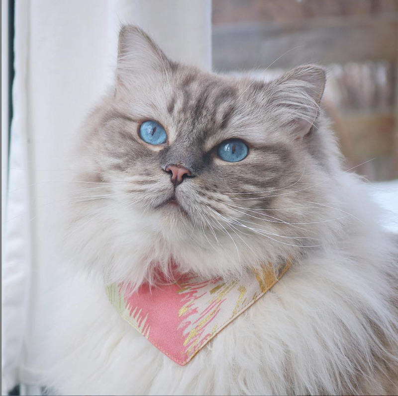 Långhårig vit katt med blå ögon. Klädd i färgglad scarfs i rosa och gul.