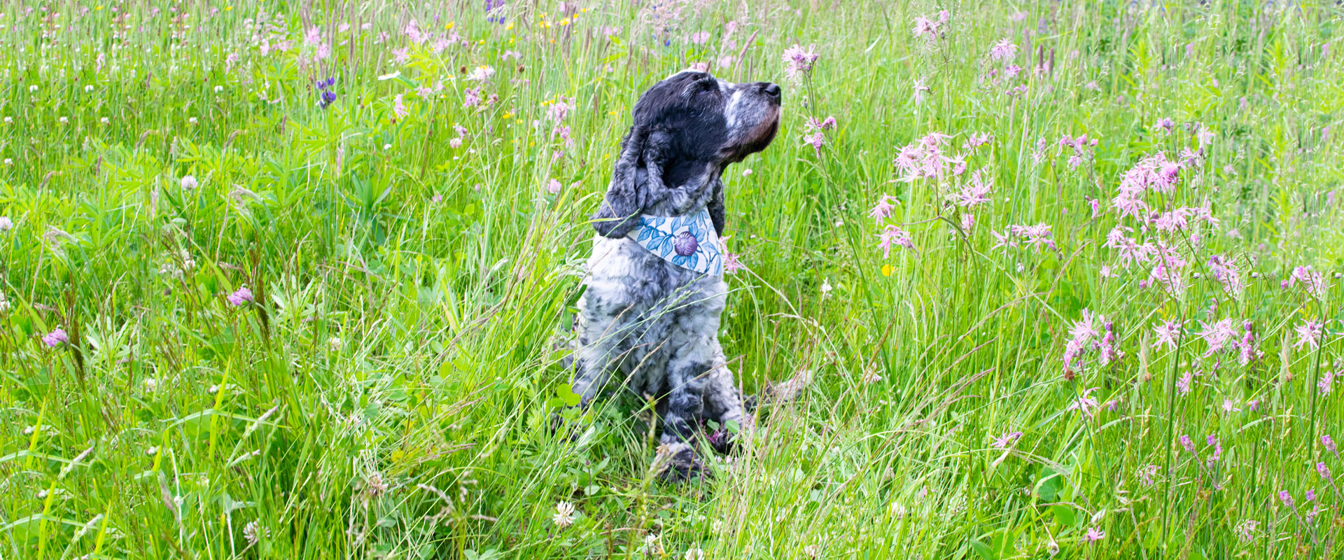 Gråspräcklig hund som blundar njutandes omgiven av högt gräs och lila blommor på äng.