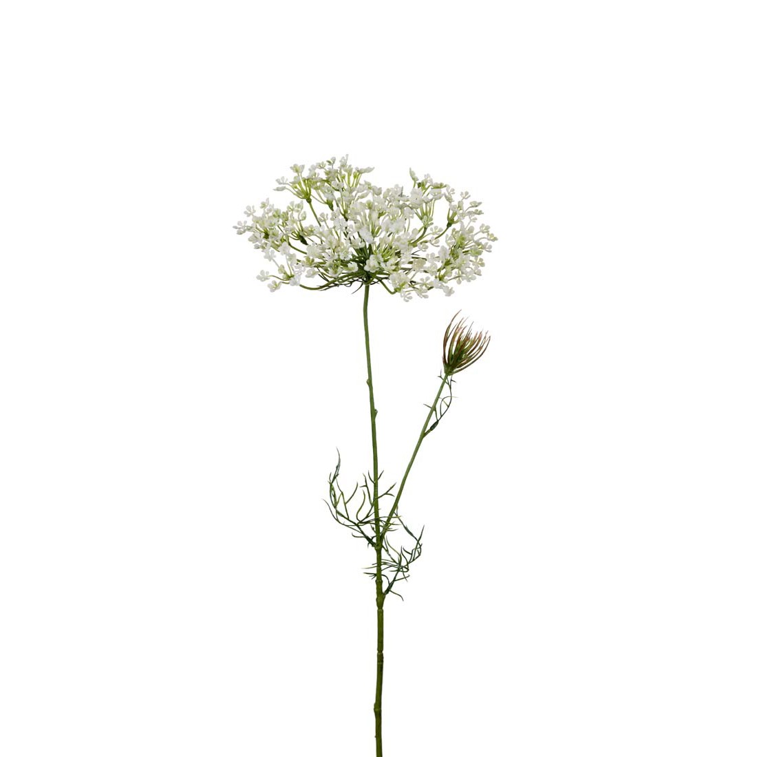 Allium Vit H70cm