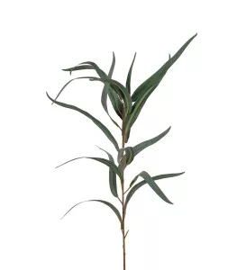 Eucalyptus Grön H60cm