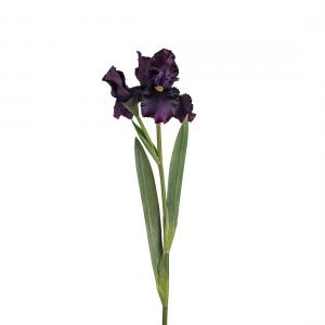 Iris lila H80cm