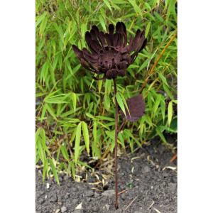 Krysantemum rost på stav H54cm