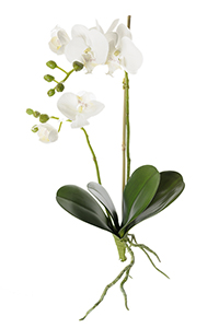 Orkidé vit H45cm