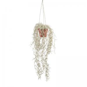 Tillandsia 45cm