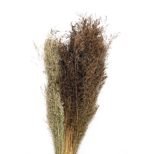 Torkade Munni grass 60-70cm 100gr/ bunt