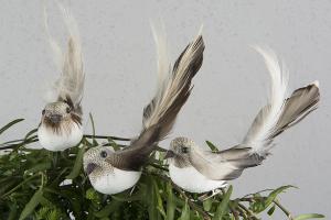 Parus Major Mix 12 cm - Feather Romance