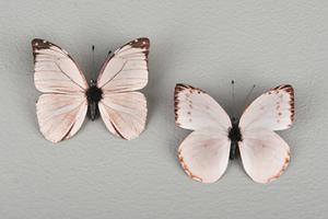 Crème Clip Mix Butterfly 8 cm - Feather Romance