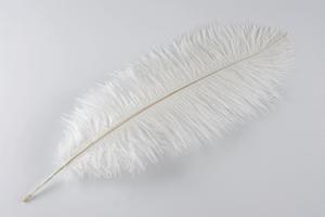 White Ostrich Plume - Feather Romance