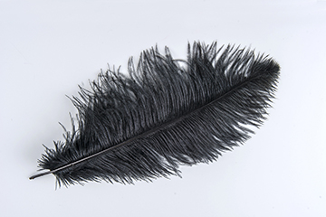 Black Ostrich Plume - Feather Romance