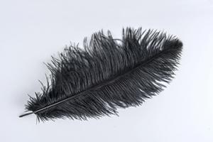 Black Ostrich Plume - Feather Romance