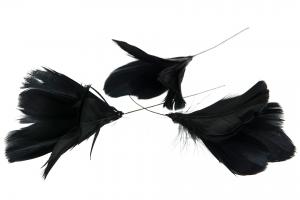 Black Flower 12 st - Feather Romance
