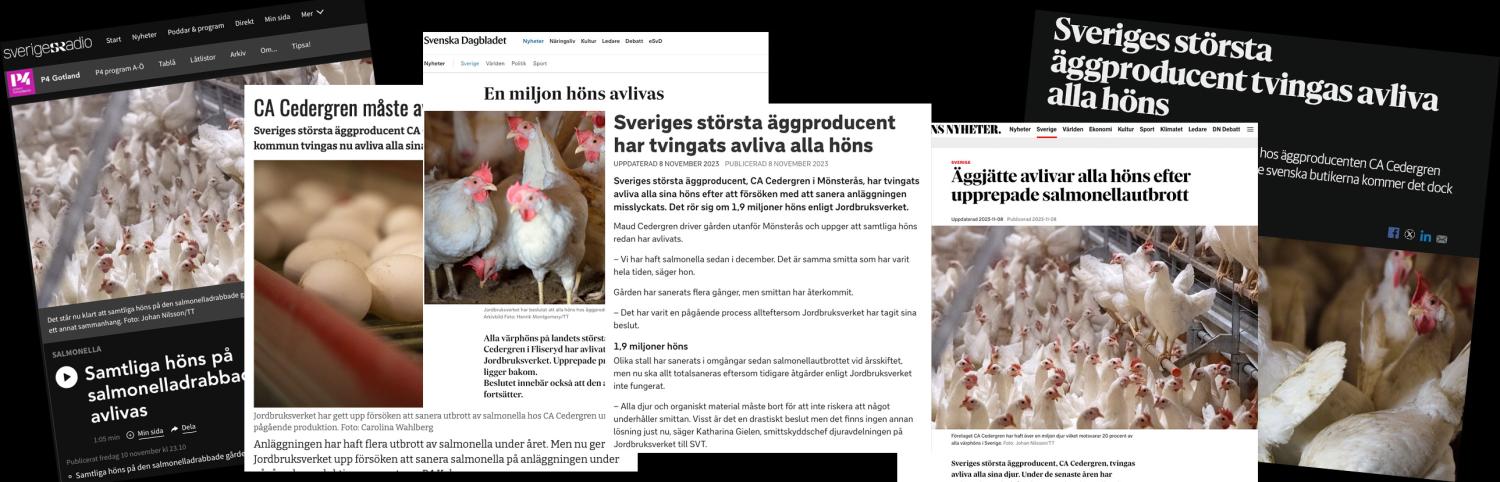 1,9 miljoner höns avlivas