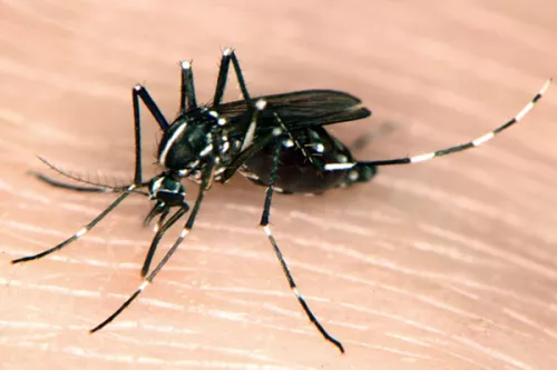 aedes-albopictus