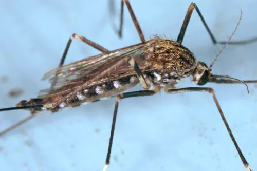 aedes-japonicus