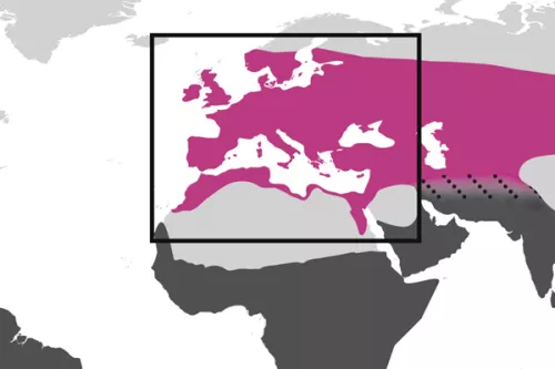 culex-pipiens-molestus-map-distribution