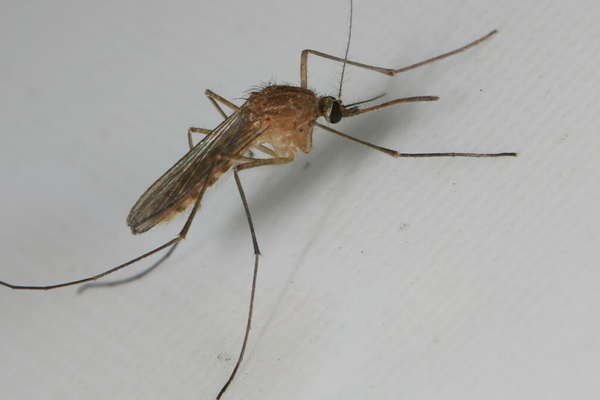 culex-pipiens-molestus
