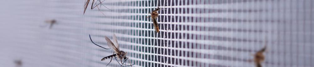 Moustiquaire, protection contre les moustiques, moucherons et simulies